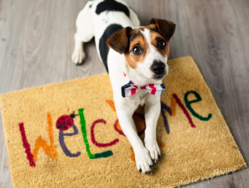 cane su un tappetino welcome